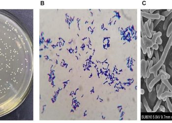 CRISPR e batteri ingegnerizzati contro i tumori freddi