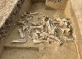 Il DNA antico svela la caccia ai mammut femmina