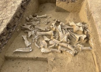 Il DNA antico svela la caccia ai mammut femmina