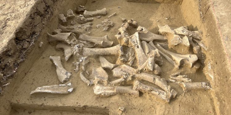 Il DNA antico svela la caccia ai mammut femmina