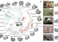 Perché i denti dei mammiferi non possono affettare e frantumare