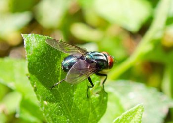 Trappole olfattive contro la mosca parassita: la ricerca USA