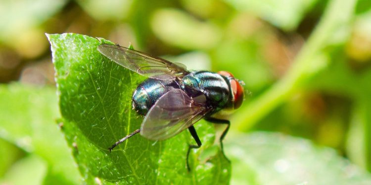 Trappole olfattive contro la mosca parassita: la ricerca USA