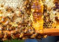 Le abitudini delle api potrebbero cambiare le regole sul miele biologico