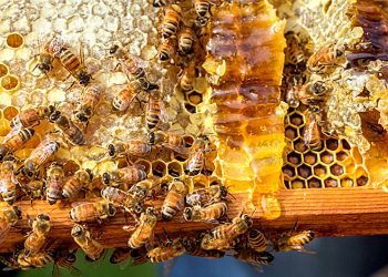 Le abitudini delle api potrebbero cambiare le regole sul miele biologico