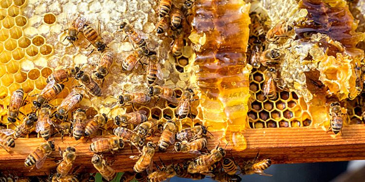 Le abitudini delle api potrebbero cambiare le regole sul miele biologico