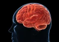 Il cervello difende il peso accumulato ostacolando le diete