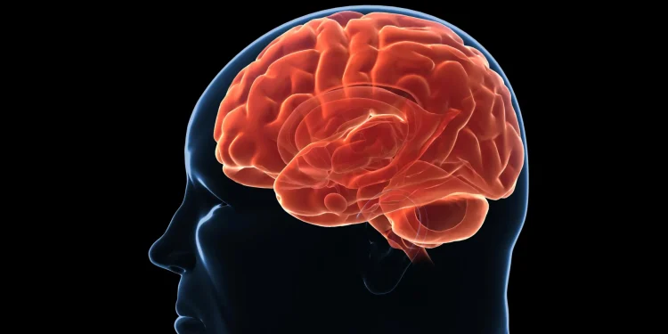 Il cervello difende il peso accumulato ostacolando le diete
