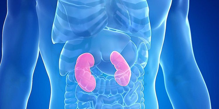 L'iperuricemia aumenta il rischio di mortalità nell'insufficienza renale cronica