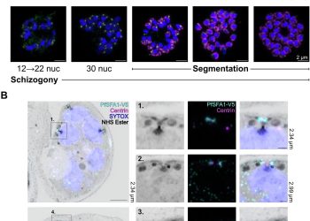 Malaria, svelati i meccanismi molecolari che ne guidano la proliferazione