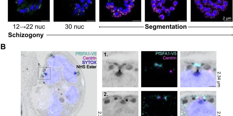 Malaria, svelati i meccanismi molecolari che ne guidano la proliferazione