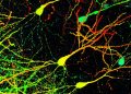 Come il cervello conserva i ricordi anche perdendo le sinapsi