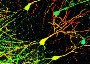 Come il cervello conserva i ricordi anche perdendo le sinapsi