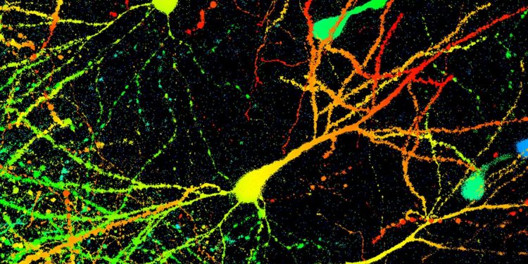 Come il cervello conserva i ricordi anche perdendo le sinapsi