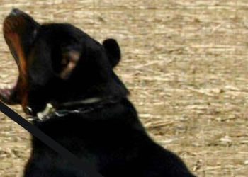 Dramma nelle campagne del Salento: 72enne sbranato da due rottweiler