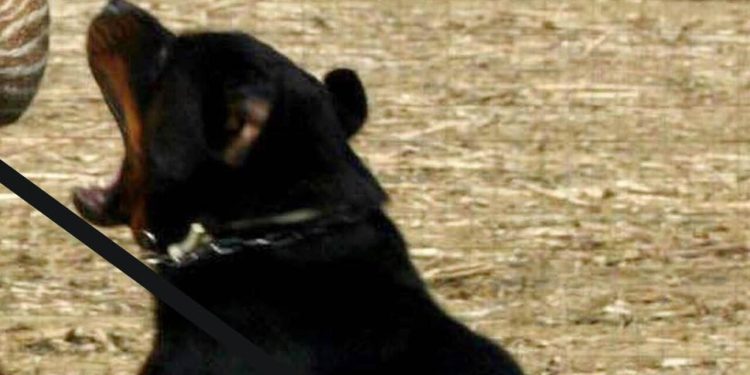 Dramma nelle campagne del Salento: 72enne sbranato da due rottweiler