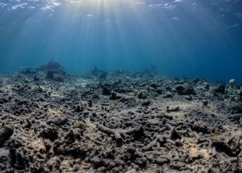 Indonesia, l'allarme dei ricercatori: un'esplosione all'ora nei coralli