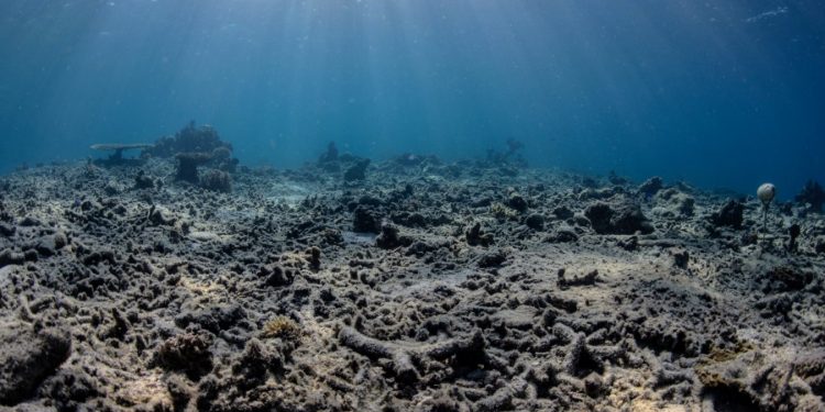 Indonesia, l'allarme dei ricercatori: un'esplosione all'ora nei coralli