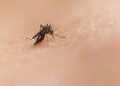 Malaria, individuate mutazioni in Uganda che riducono l'efficacia dei farmaci