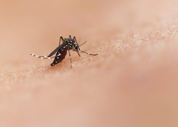 Malaria, individuate mutazioni in Uganda che riducono l'efficacia dei farmaci