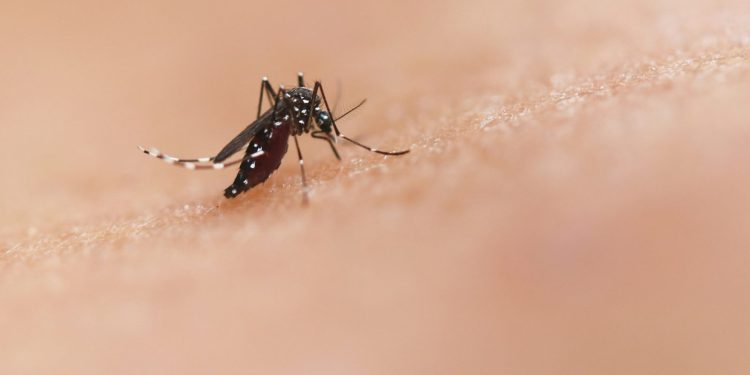 Malaria, individuate mutazioni in Uganda che riducono l'efficacia dei farmaci